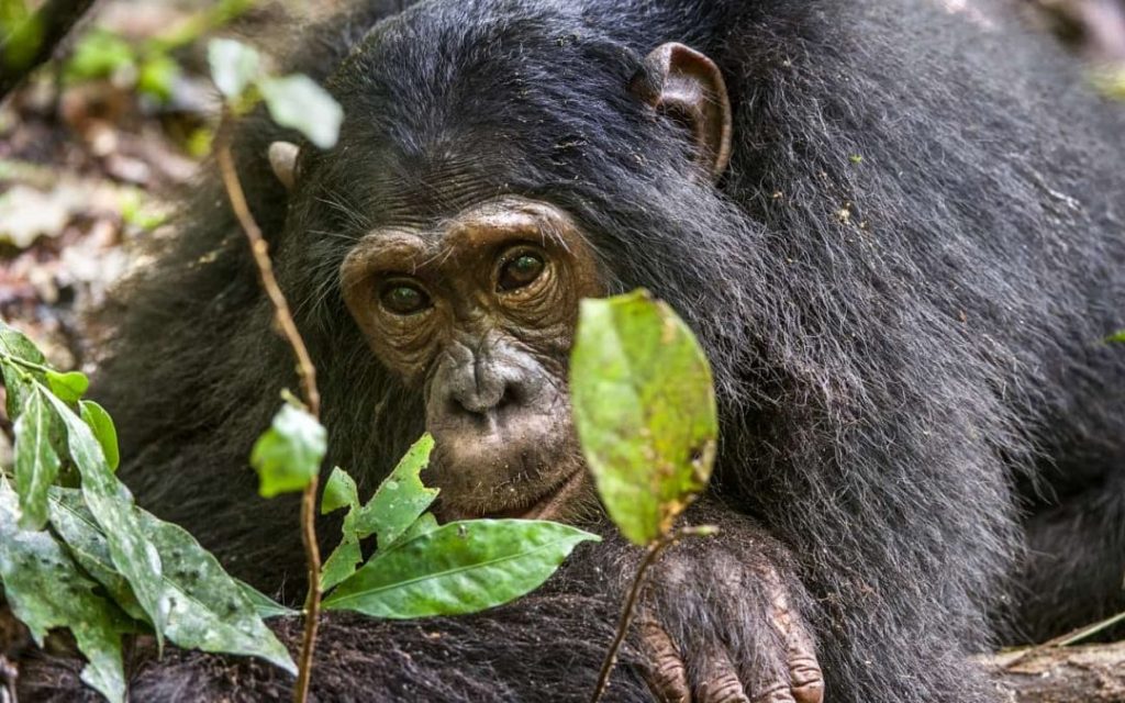 5 Days Bwindi & Queen Elizabeth Wildlife Safari Tour 
