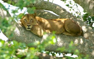 4 Days Queen Elizabeth National Park Safari