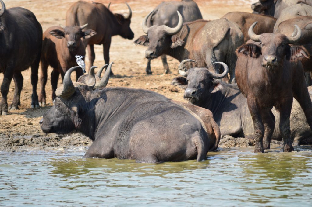 Park activities in Uganda