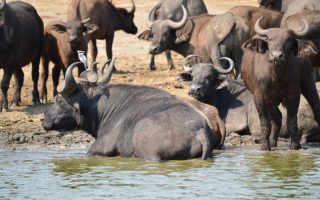 Park activities in Uganda