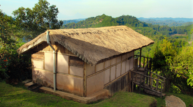 Gorilla Mist Camp