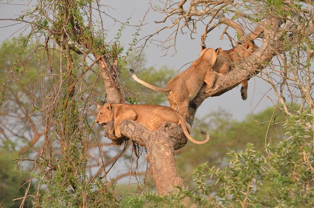 Four day savannah park safaris in Uganda Uganda Safaris Tours