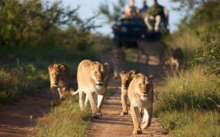 5 Days Bwindi & Queen Elizabeth Wildlife Safari Tour 