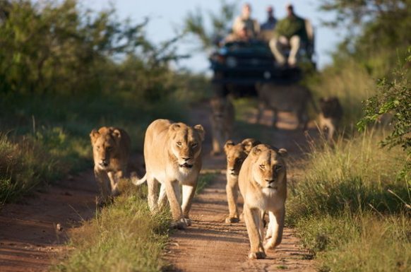 5 Days Bwindi & Queen Elizabeth Wildlife Safari Tour 