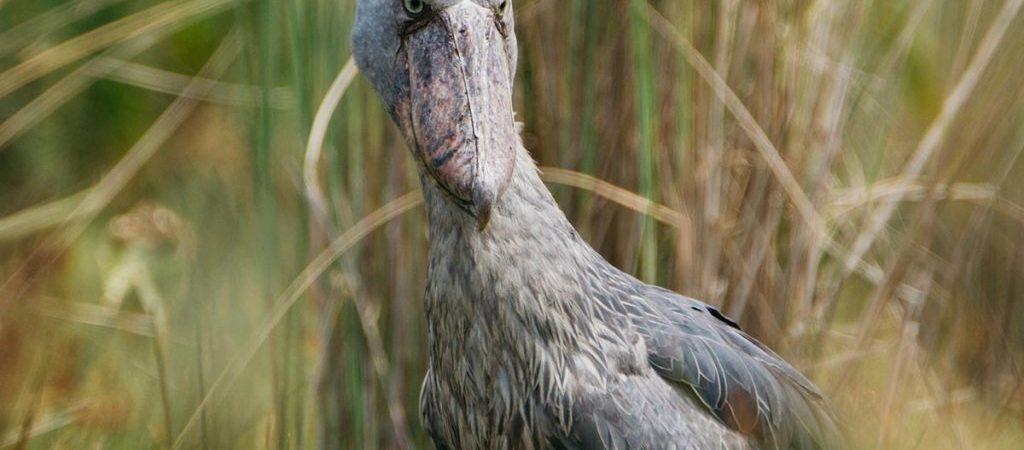 Birding in Uganda