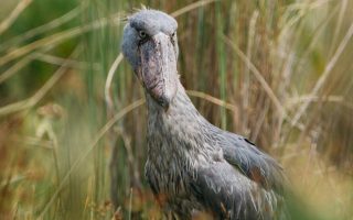 Birding in Uganda