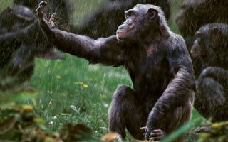 Congo Chimpanzee Trekking