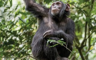 Chimpanzee Trekking in Rwanda
