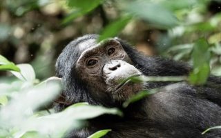 Chimpanzee Trekking in Kyambura Game Reserve