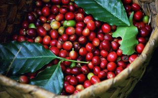 Coffee Tours in Queen Elizabeth National Park