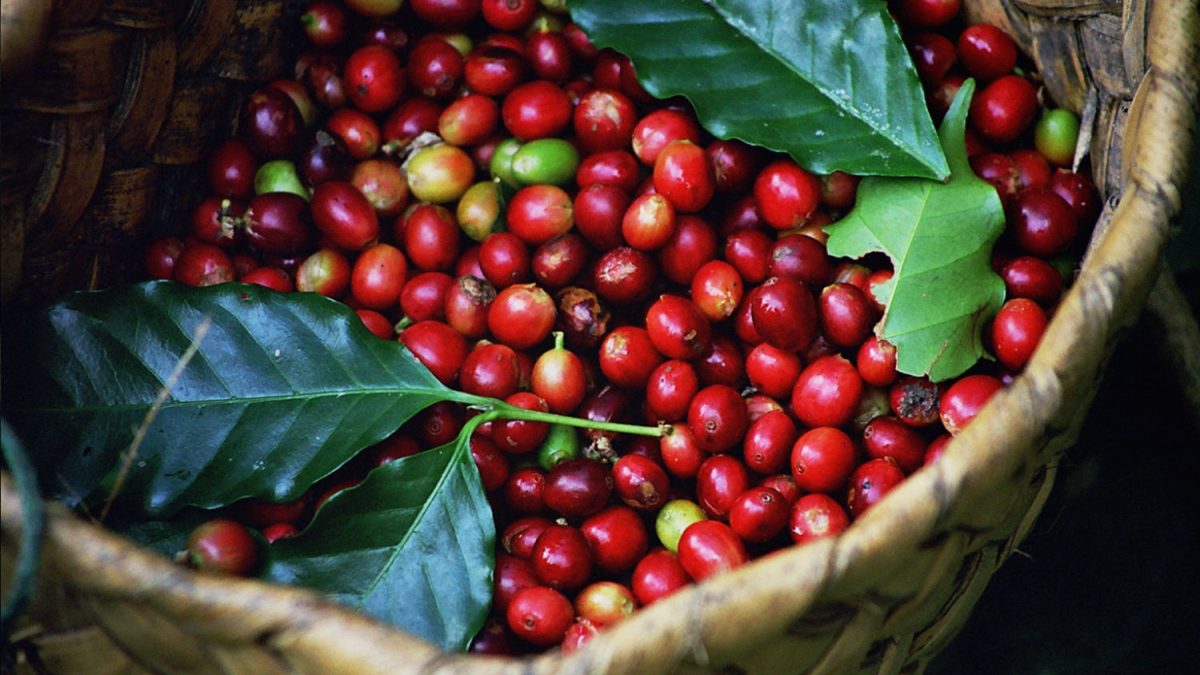 Coffee Tours in Queen Elizabeth National Park Uganda Safari Activites