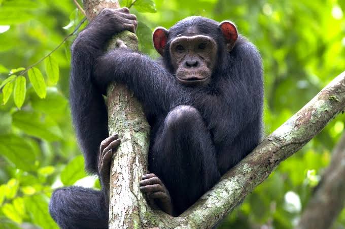 What to do in Virunga National Park besides gorilla trekking?
