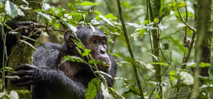 Uganda Safari National Parks