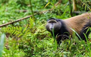 Golden Monkey Trekking Volcanoes