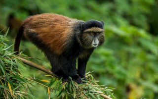 Golden Monkey Trekking Volcanoes