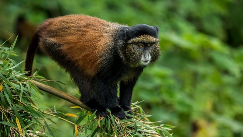 Golden Monkey Trekking Volcanoes