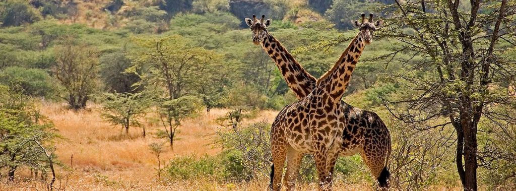 Four day savannah park safaris in Uganda
