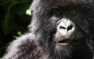 Virunga Gorilla Trekking