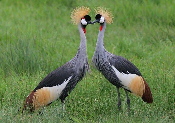 Birding in Uganda