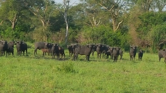 Game Drive in Semliki National Park