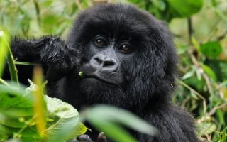 Virunga Gorilla Trekking