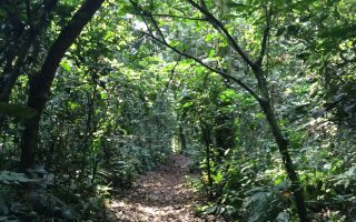 Kalinzu Central Forest Reserve