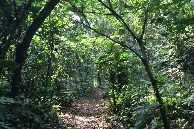 Kalinzu Central Forest Reserve