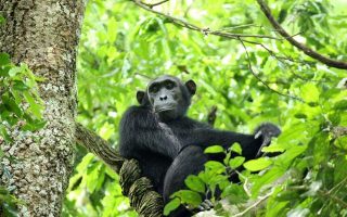Chimpanzee trekking safari in Uganda