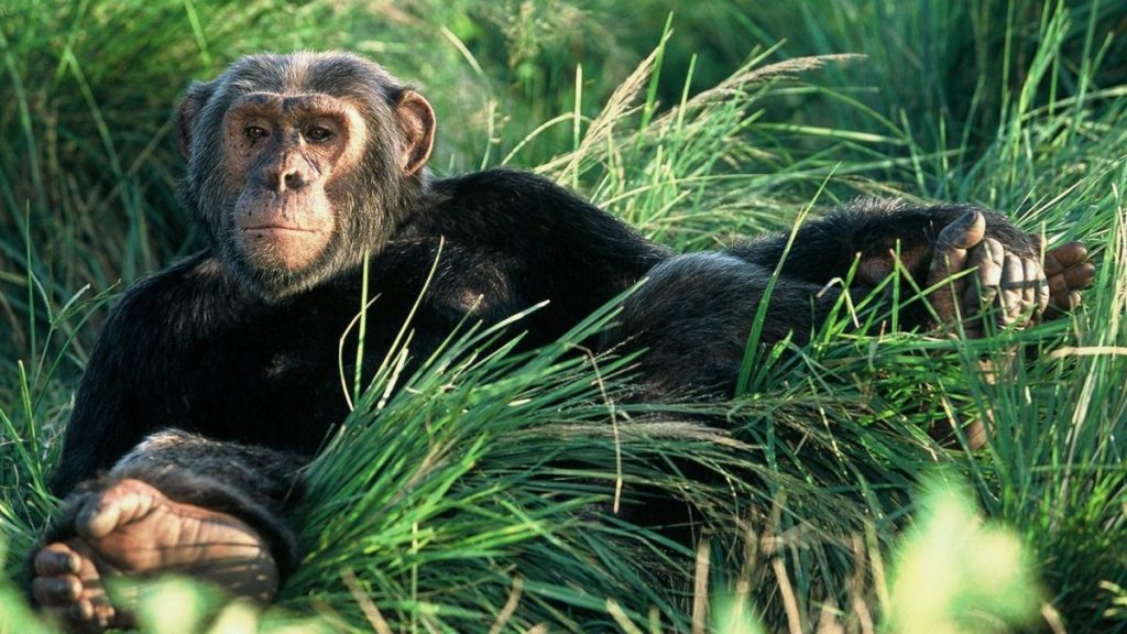 Chimpanzee trekking safari in Uganda