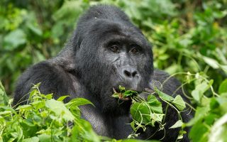 Gorilla Trekking on a Uganda Safari in May