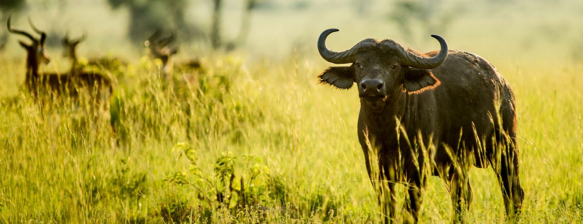Uganda Safari in January