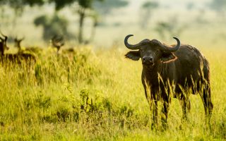 Uganda Safari in January