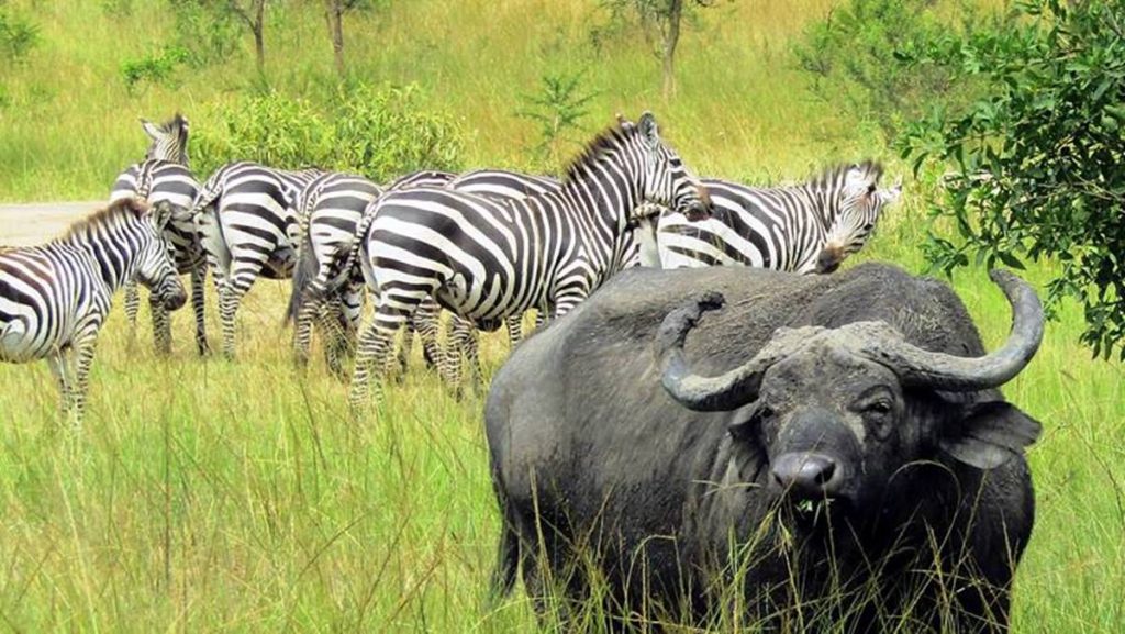 Uganda Budget Safari