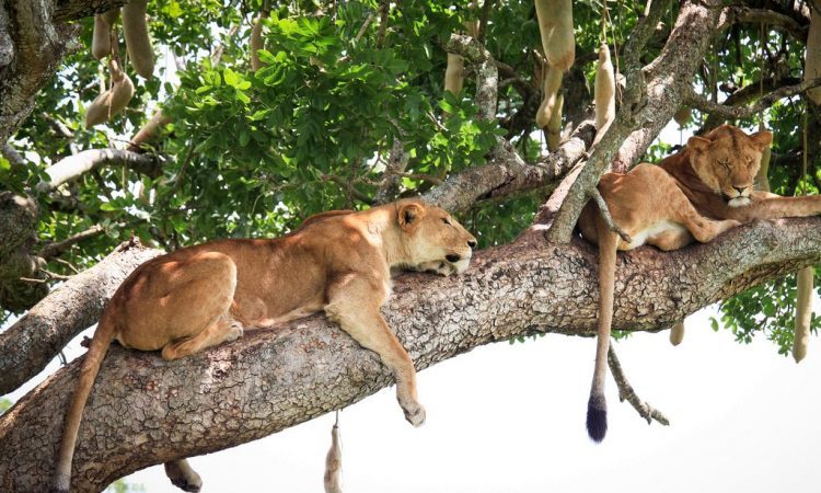 Uganda Budget Safari