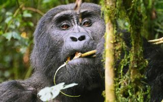 Uganda Safari Experience