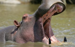 Uganda Safari Itinerary
