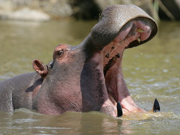 Uganda Safari Itinerary