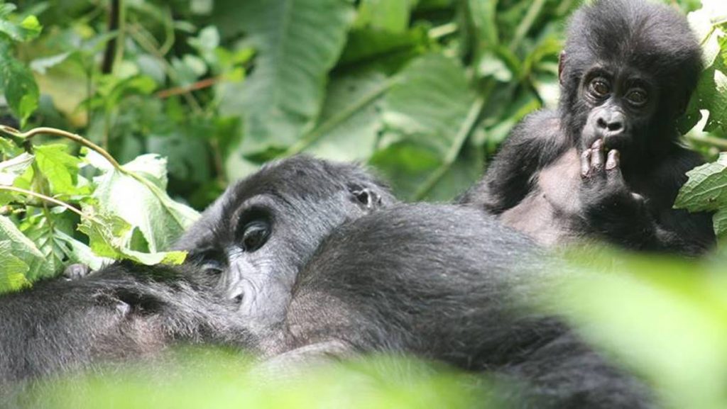 Uganda Safari Itinerary