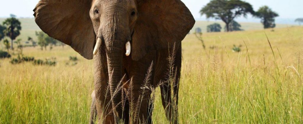 Uganda Safari Options