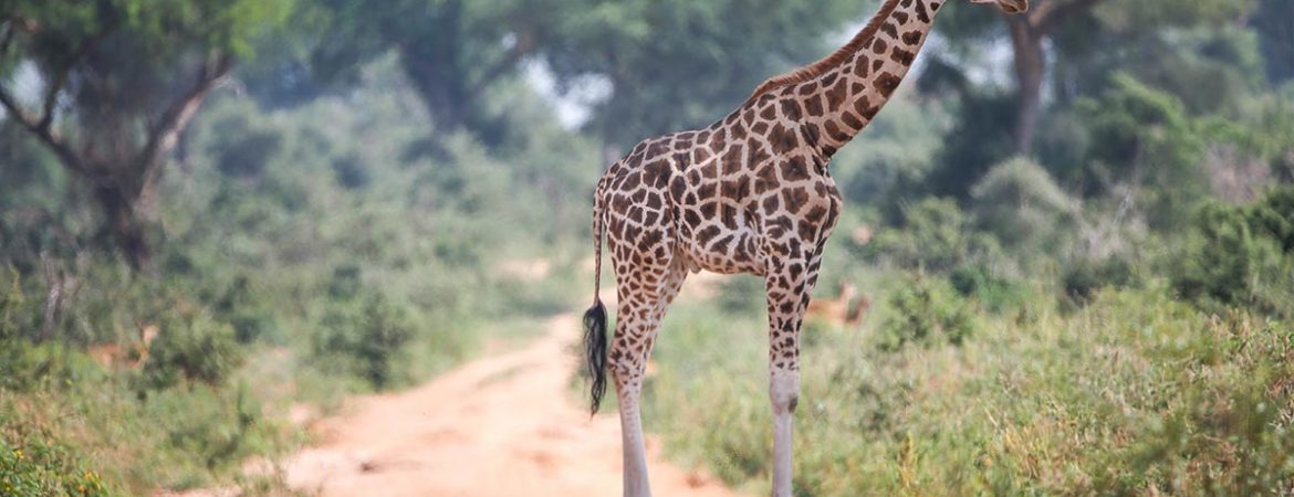 Uganda Safari Options