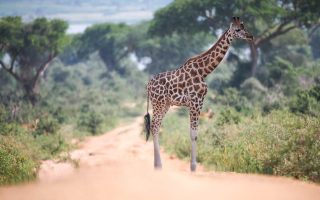 Uganda Safari Options