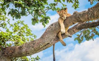 Uganda Safari in December