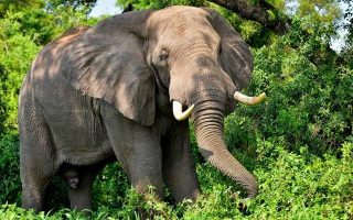 Uganda Safari in December