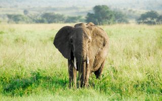 Uganda Safari in June