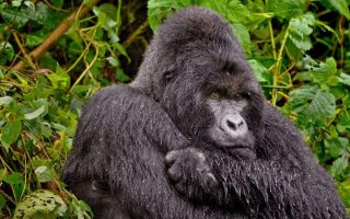 Uganda Safari in March