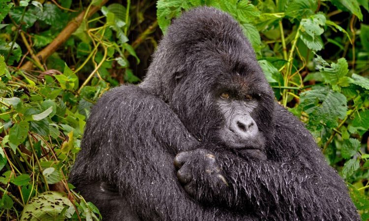 Uganda Safari in March
