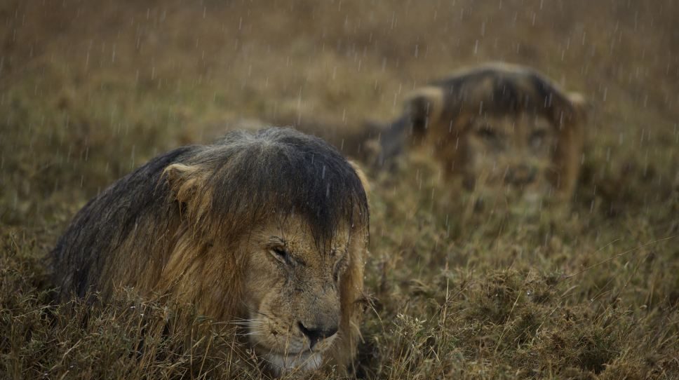 Uganda Safari in March