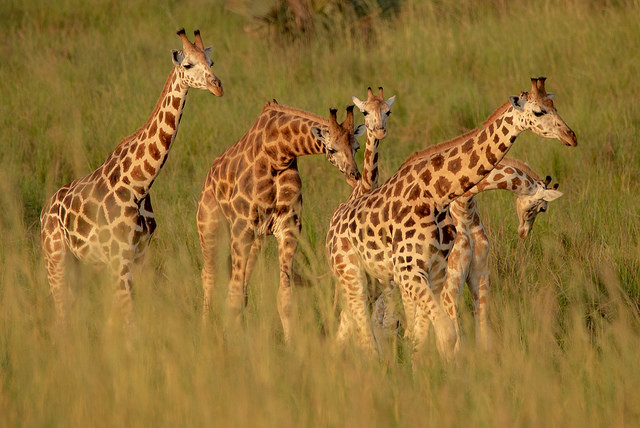 Uganda Safari in January