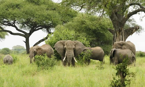 Uganda Safari Destination