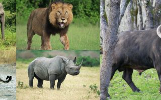 Big 5 Safari Uganda